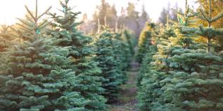 10 ways to make Christmas more Sustainable